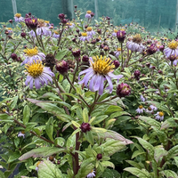Aster (Kalimeris) yomena 'Shogun'